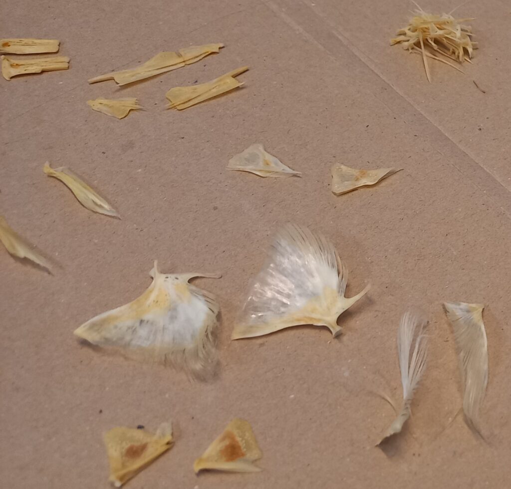 Fish skeleton, sorted