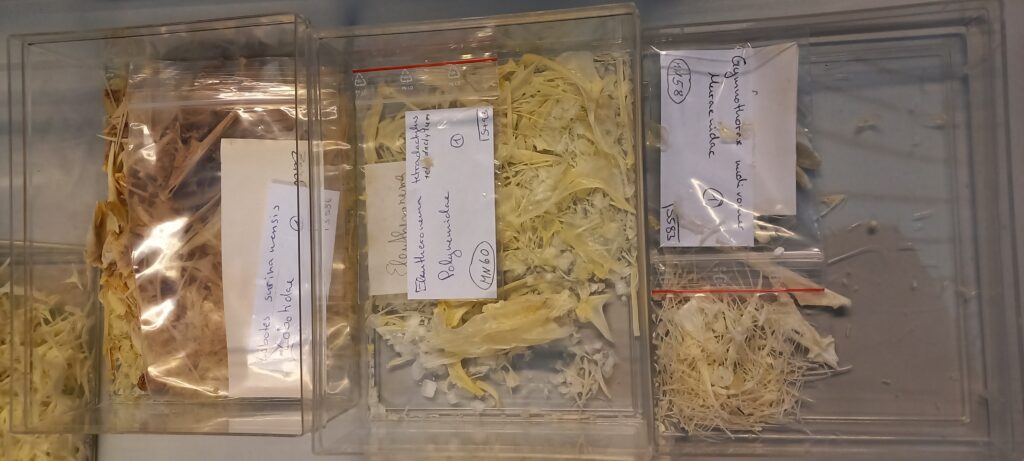 Fish skeletons, cleaned but not yet sorted