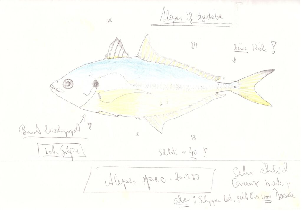 Drawing by Wolfgang Torke